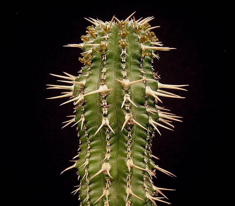 Euphorbia phillipsioides photo 2