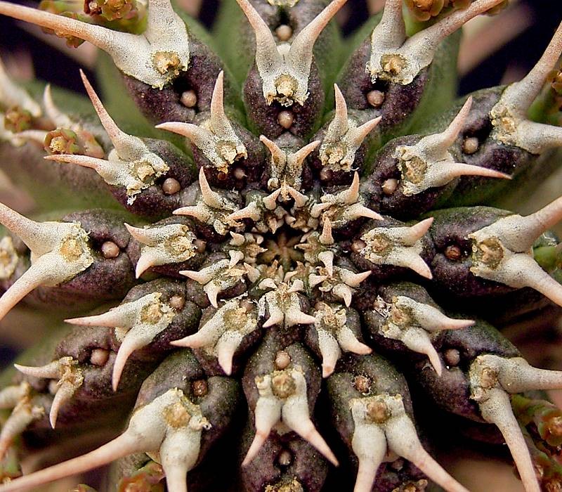 Euphorbia phillipsioides photo 3
