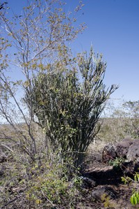 Euphorbia phosphorea