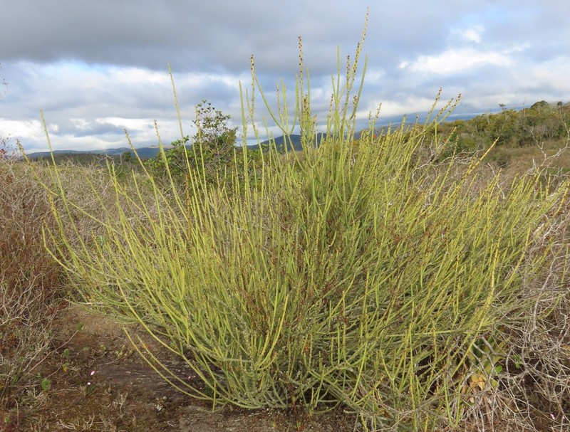 Euphorbia phosphorea photo 2