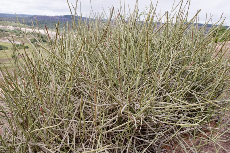 Euphorbia phosphorea photo 3