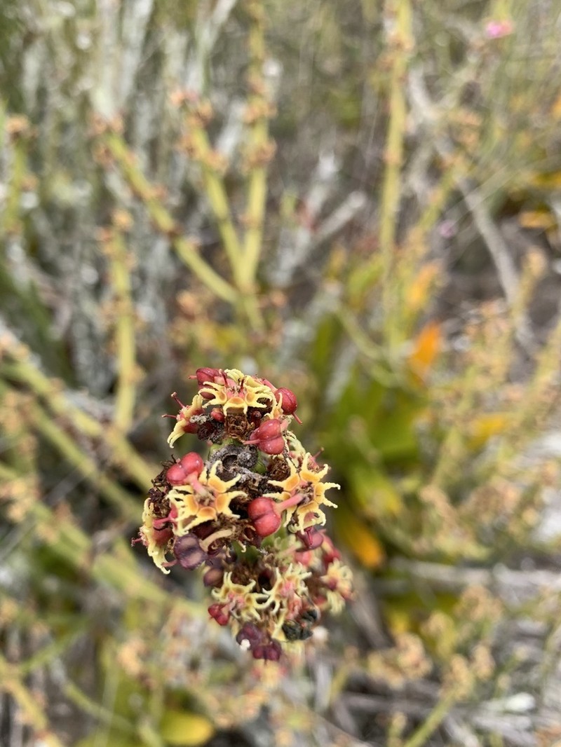 Euphorbia phosphorea photo 6