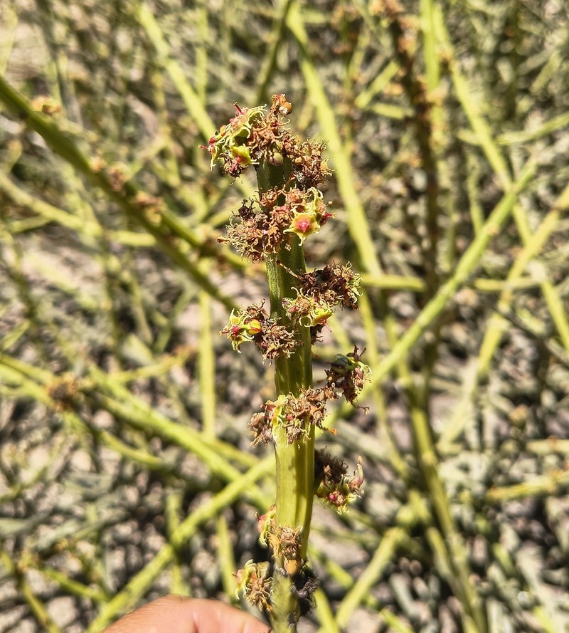 Euphorbia phosphorea photo 8