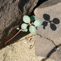 Euphorbia phylloclada