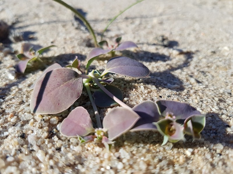 Euphorbia phylloclada photo 2