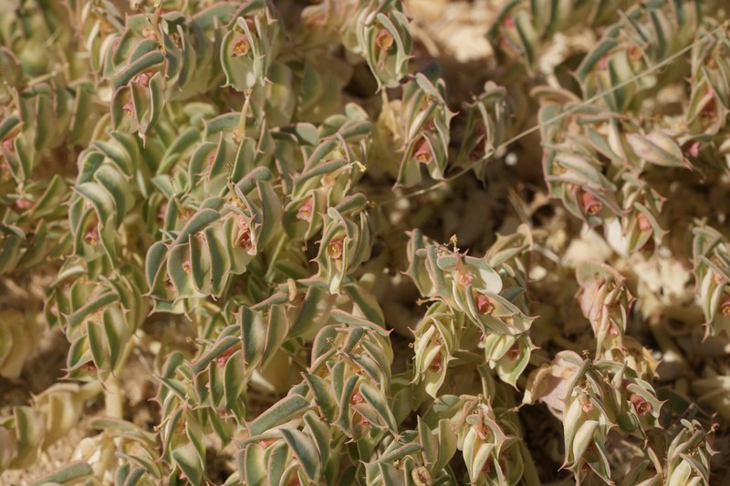 Euphorbia phylloclada photo 3