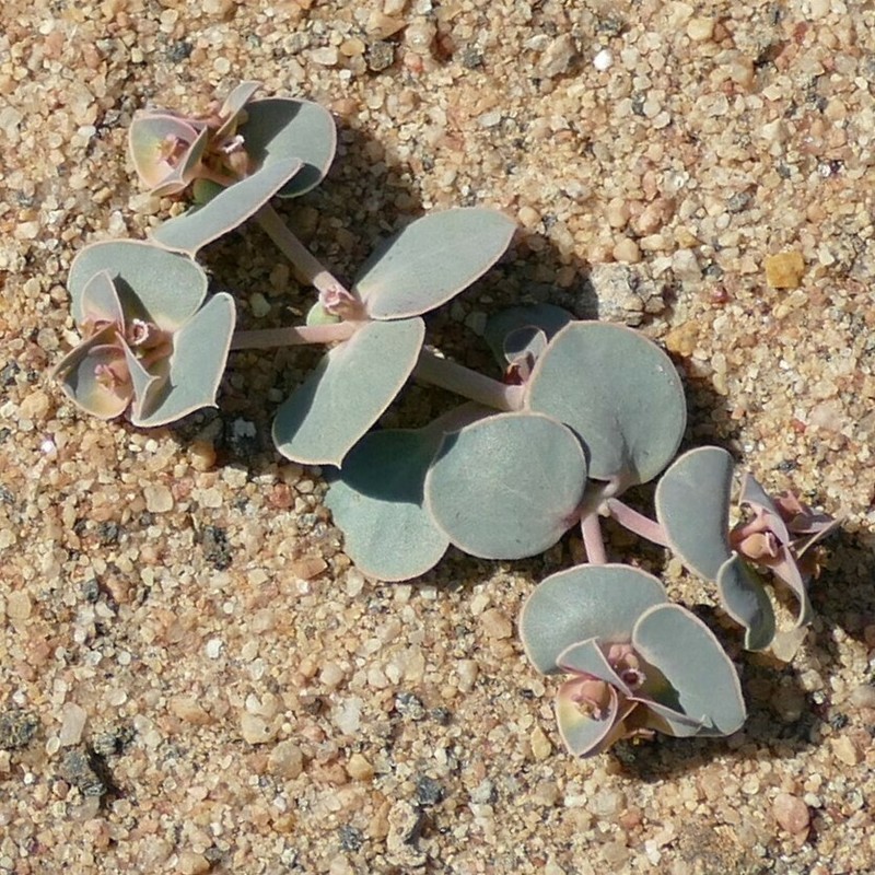 Euphorbia phylloclada photo 4