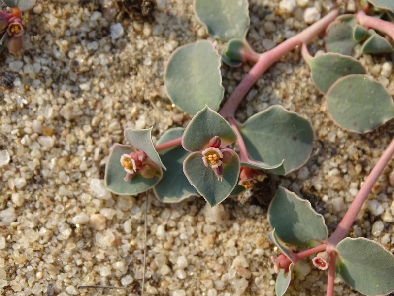 Euphorbia phylloclada photo 5