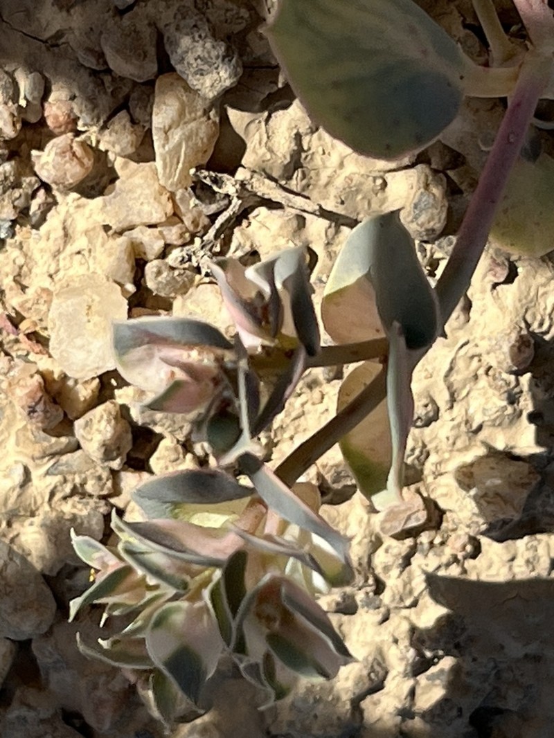 Euphorbia phylloclada photo 6