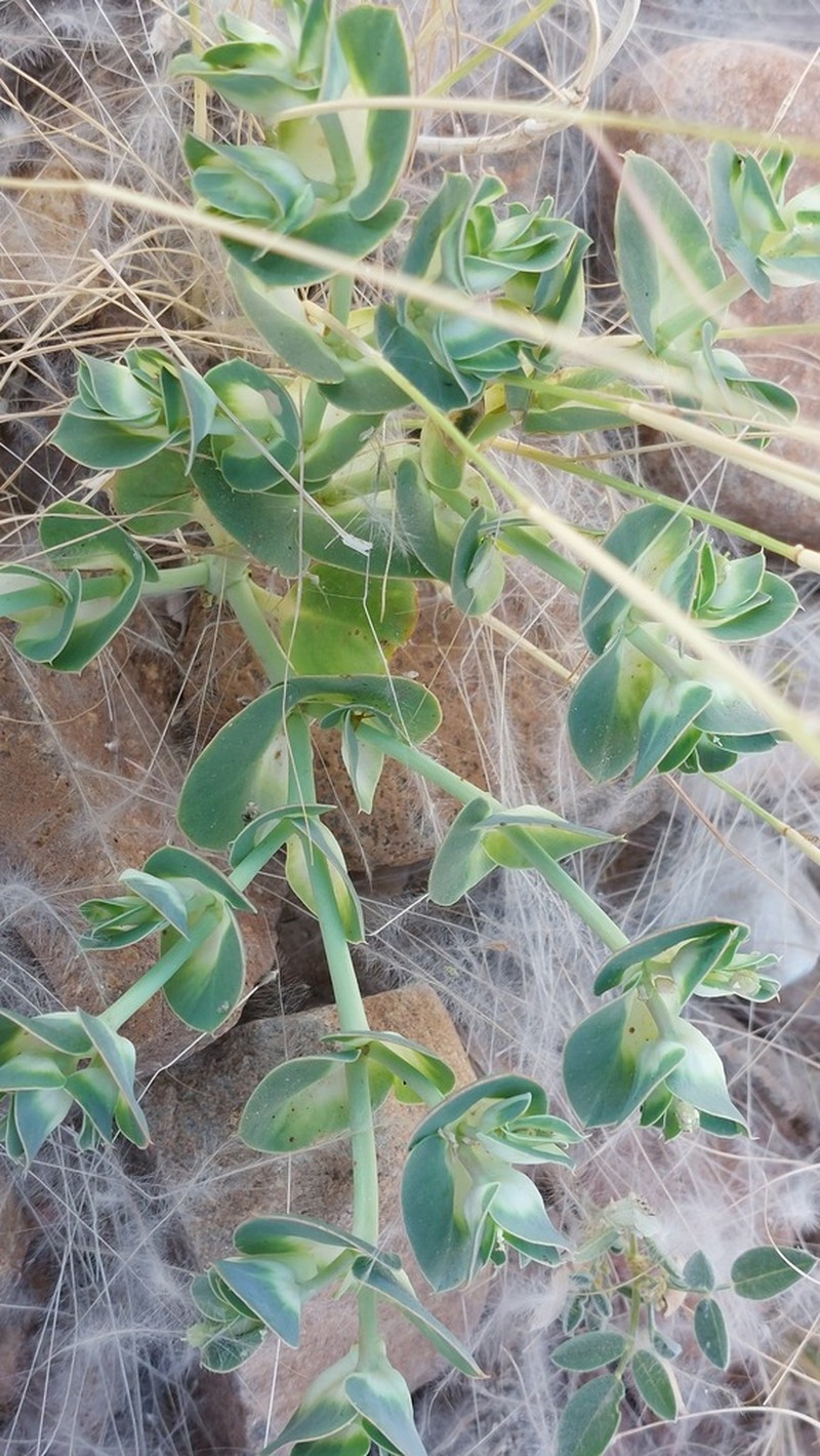 Euphorbia phylloclada photo 7