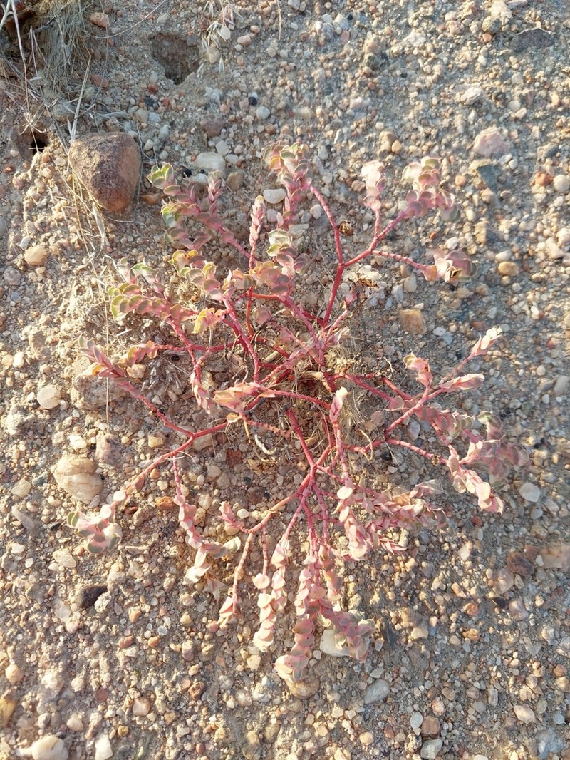 Euphorbia phylloclada photo 8