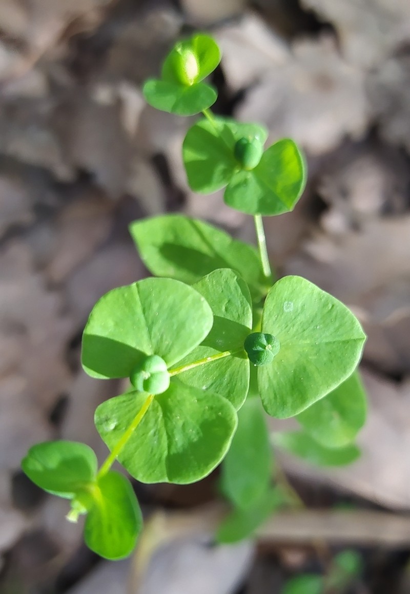 Euphorbia phymatosperma