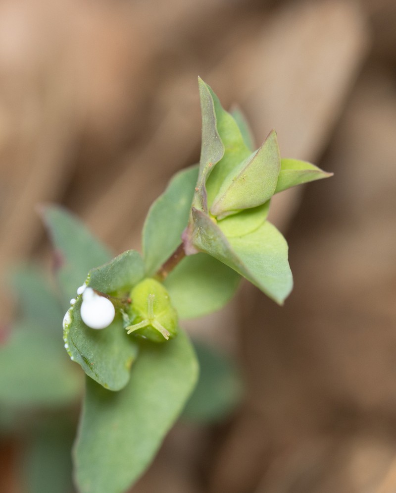 Euphorbia phymatosperma photo 2