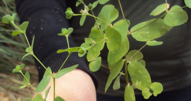 Euphorbia phymatosperma photo 3