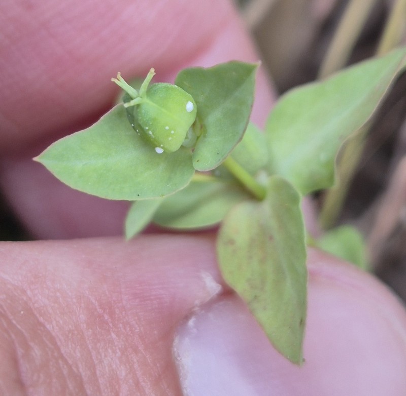 Euphorbia phymatosperma photo 4