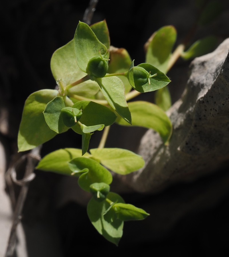 Euphorbia phymatosperma photo 5