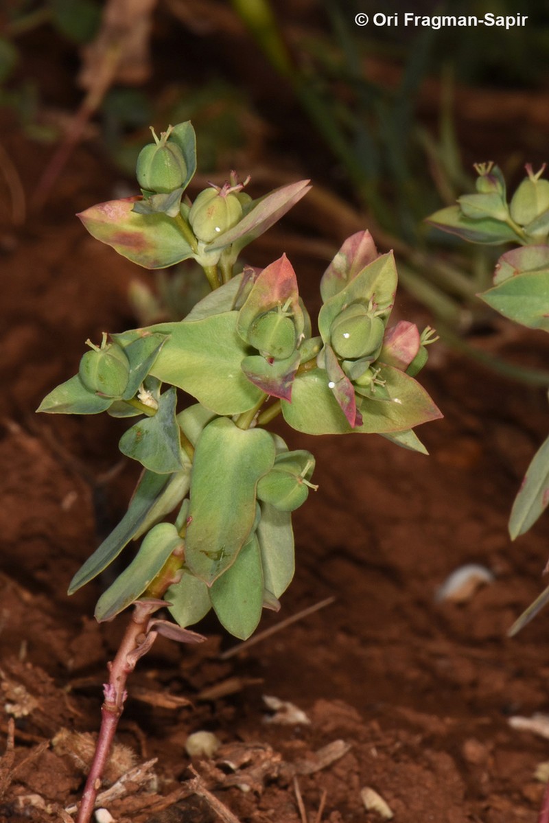 Euphorbia phymatosperma photo 6