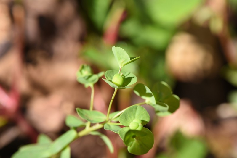 Euphorbia phymatosperma photo 7