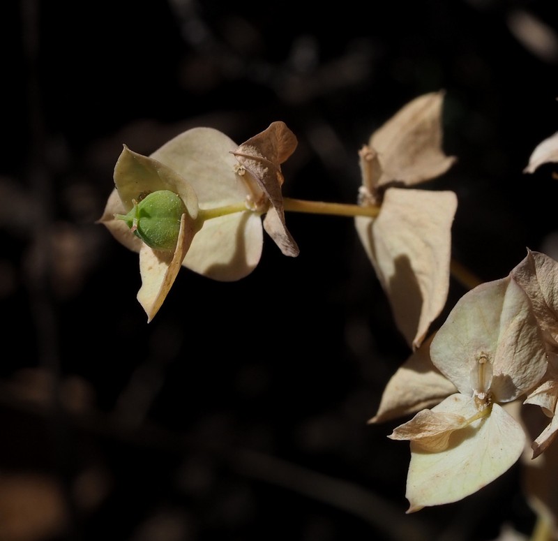 Euphorbia phymatosperma photo 8