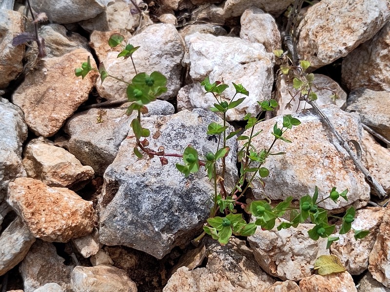 Euphorbia phymatosperma subsp. cernua