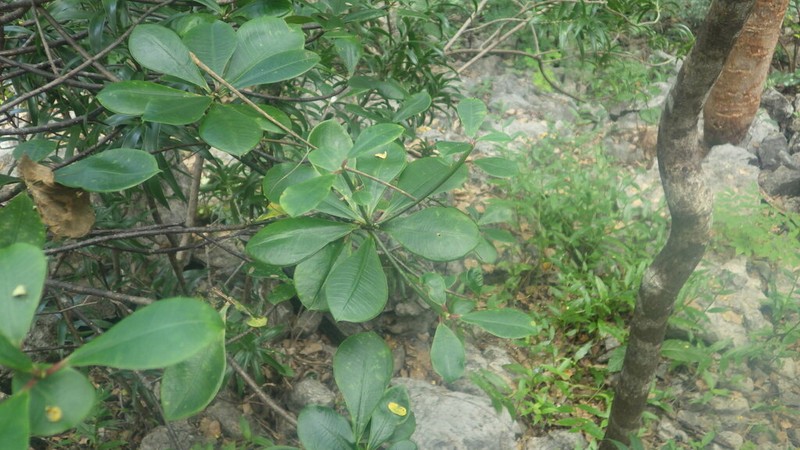 Euphorbia physoclada photo 2