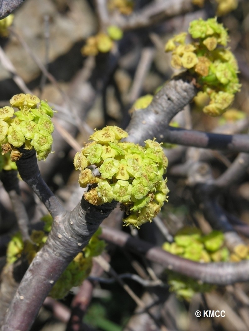 Euphorbia physoclada photo 3