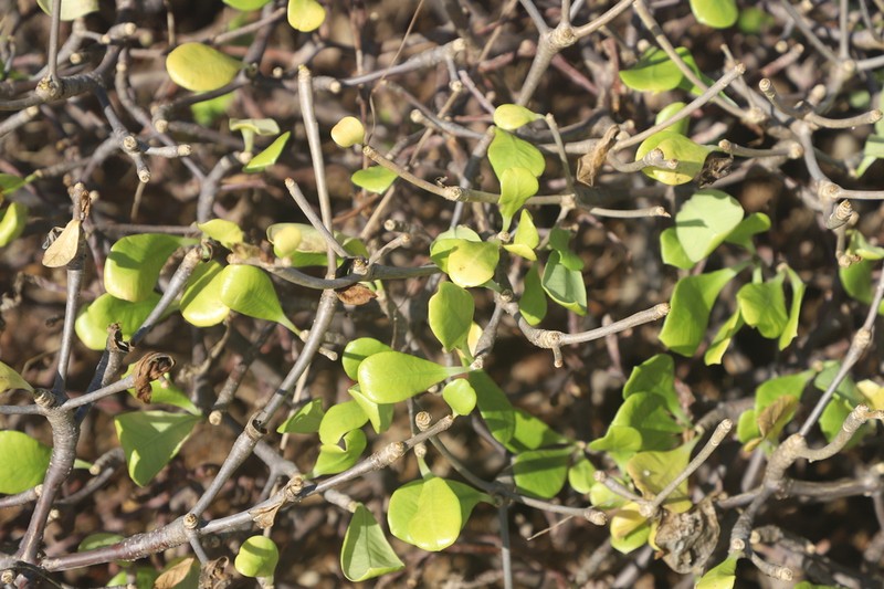 Euphorbia physoclada photo 4