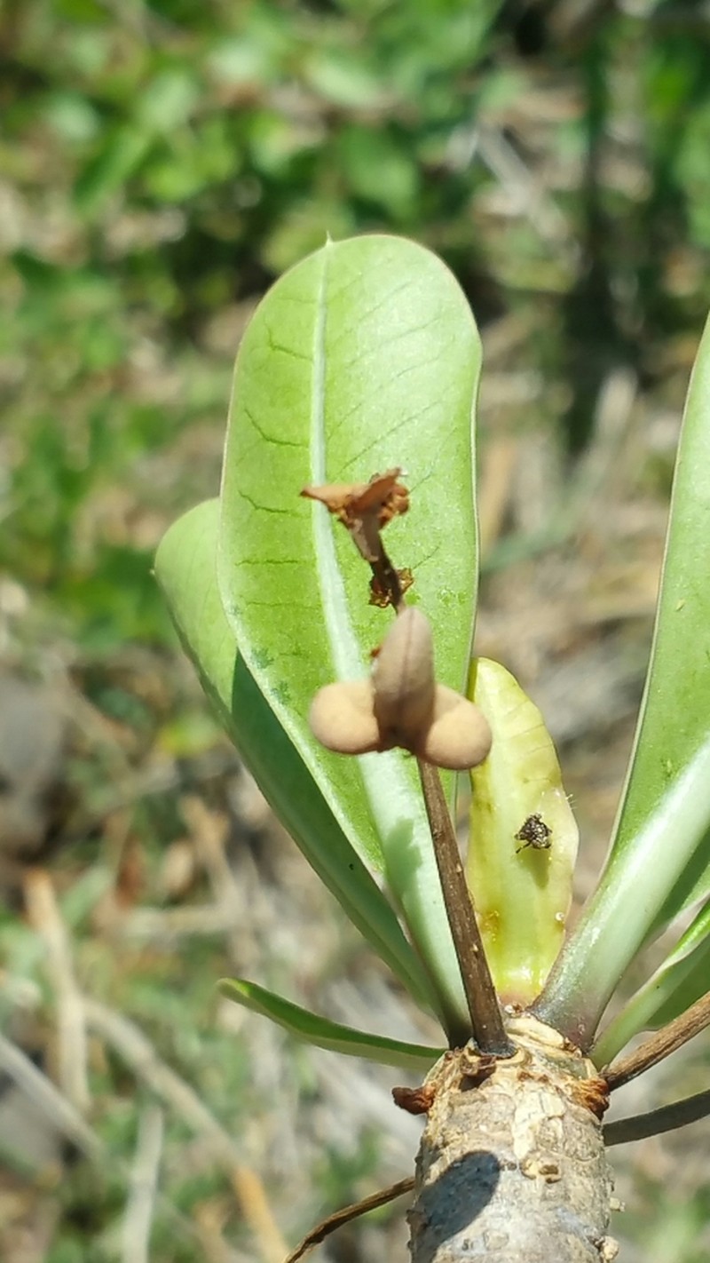 Euphorbia physoclada photo 6