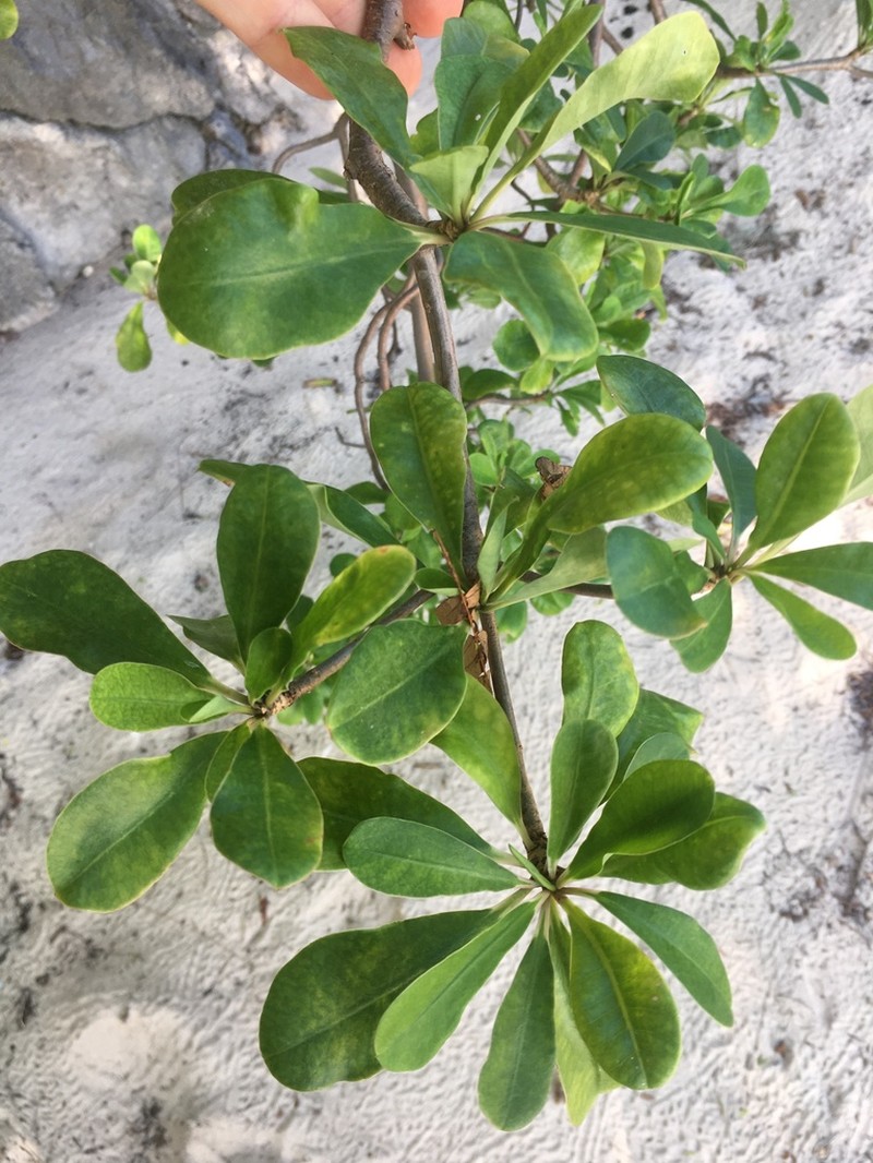 Euphorbia physoclada photo 8