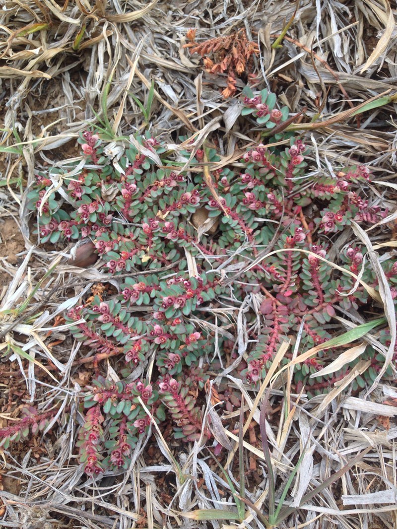 Euphorbia picachensis