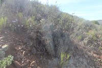 Euphorbia pillansii