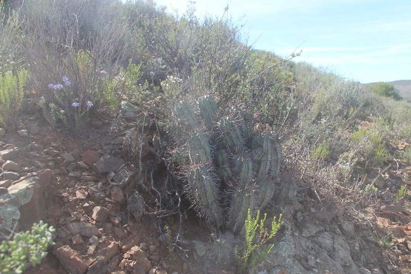 Euphorbia pillansii
