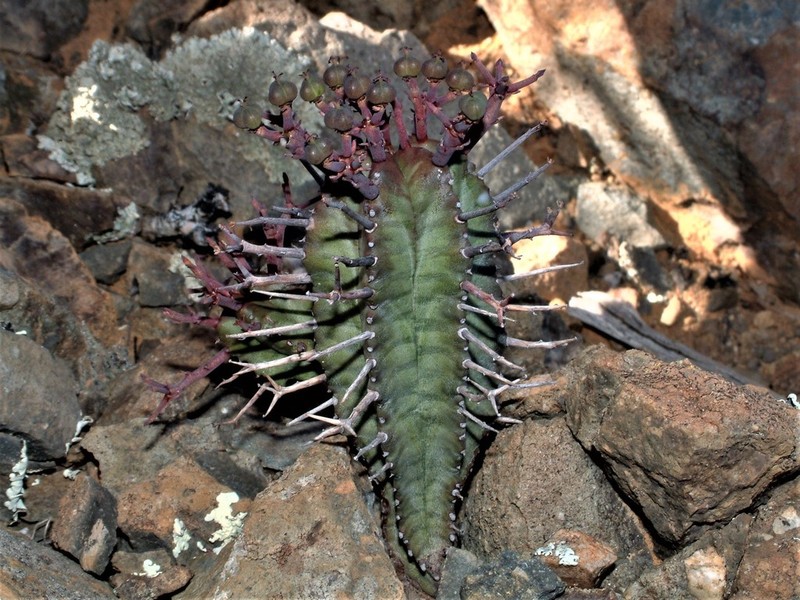 Euphorbia pillansii photo 2