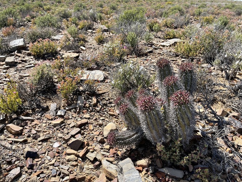 Euphorbia pillansii photo 3