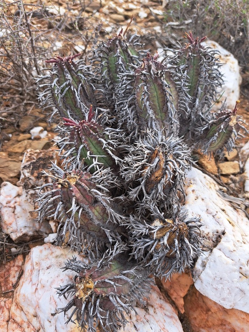 Euphorbia pillansii photo 4