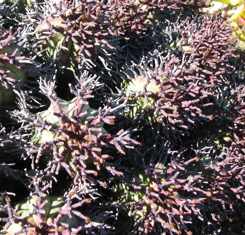 Euphorbia pillansii photo 5