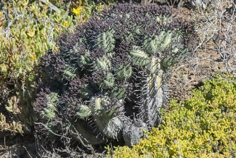 Euphorbia pillansii photo 7