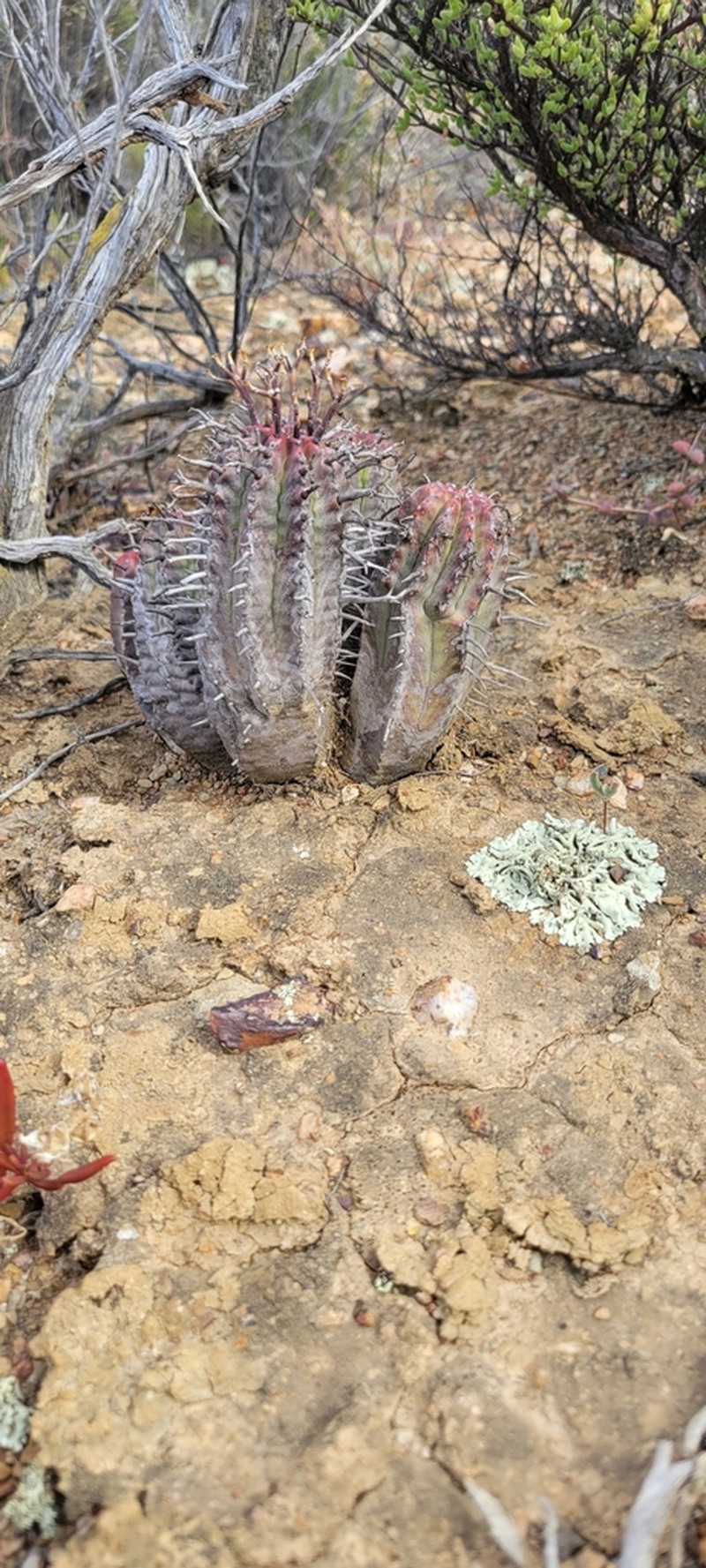 Euphorbia pillansii photo 8