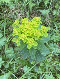 Euphorbia pilosa