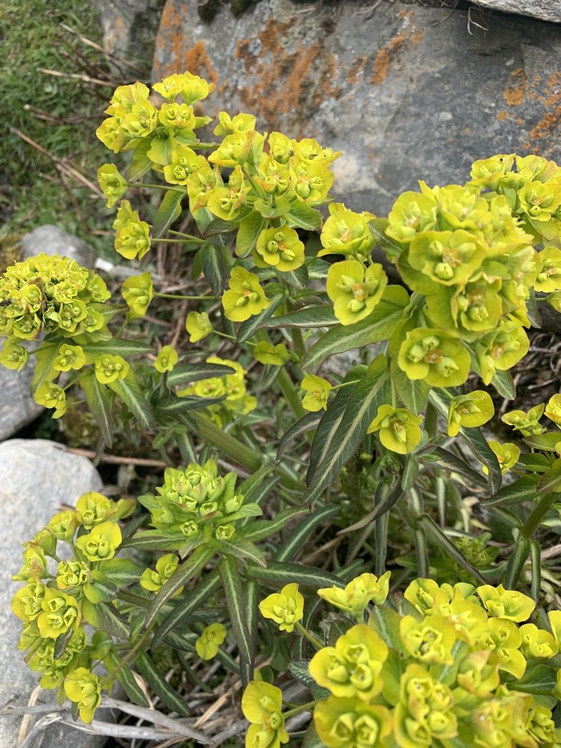 Euphorbia pilosa photo 2