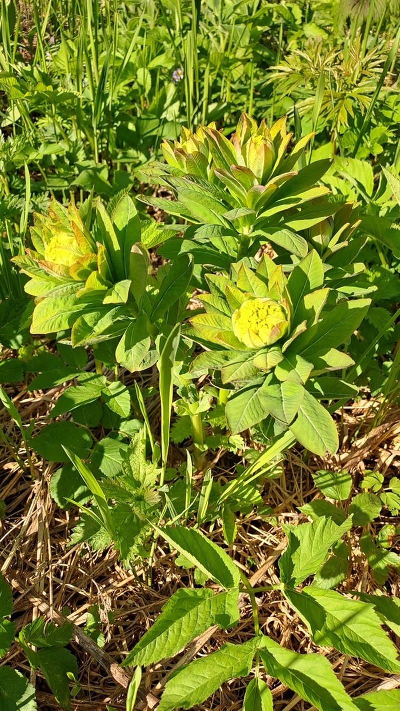 Euphorbia pilosa photo 4