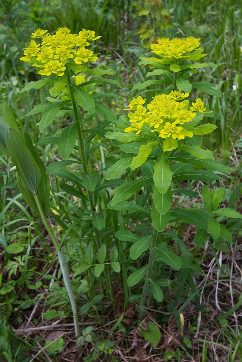 Euphorbia pilosa photo 5