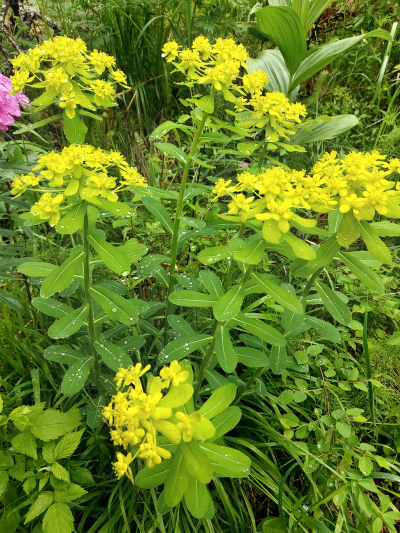 Euphorbia pilosa photo 6