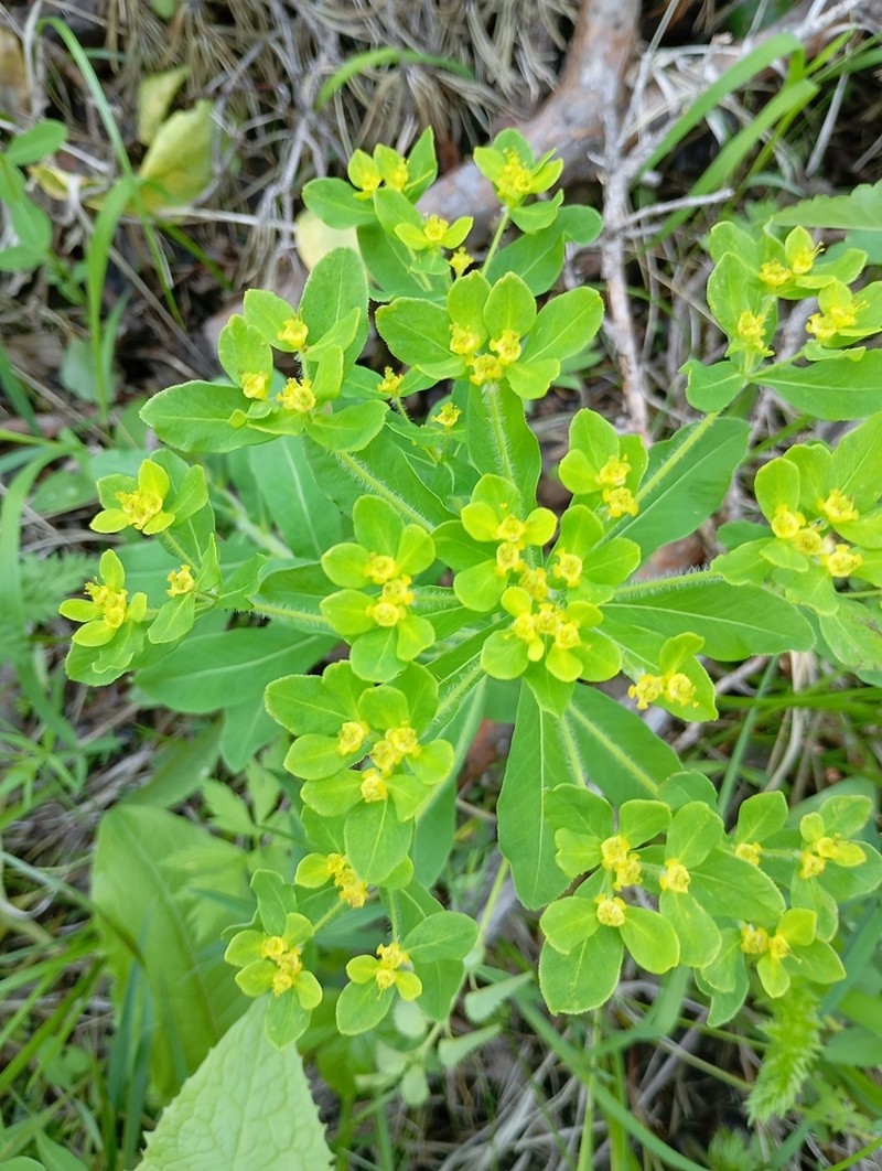 Euphorbia pilosa photo 7