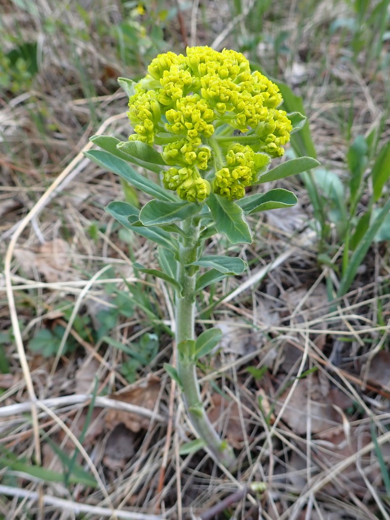 Euphorbia pilosa photo 8