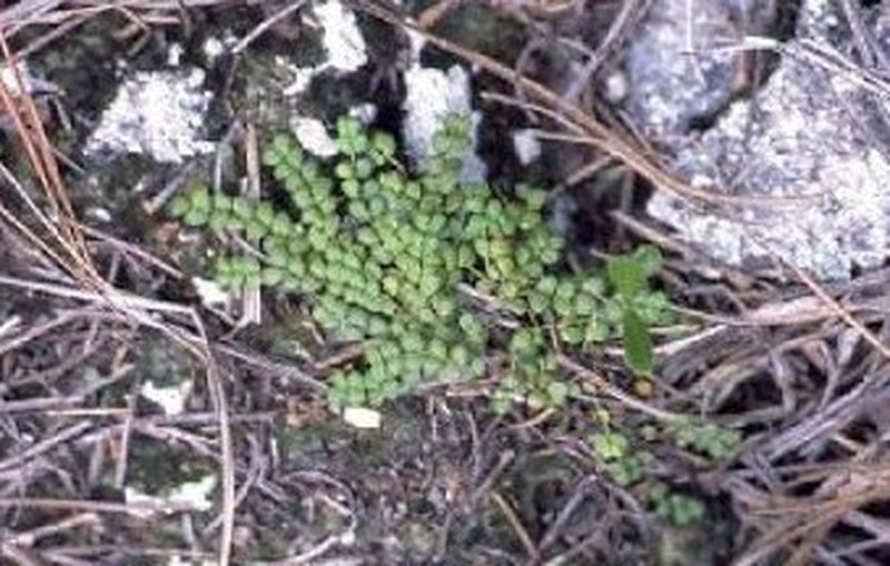 Pineland Spurge