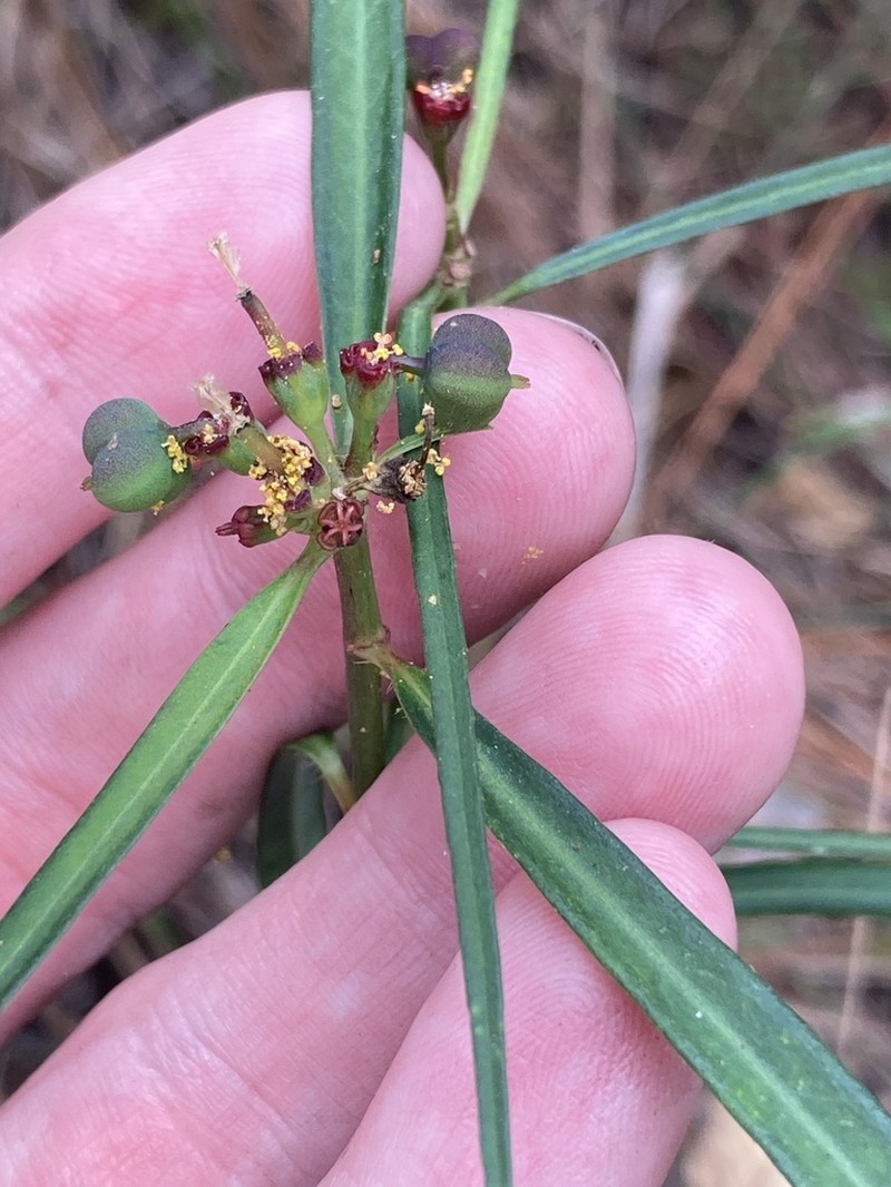 Pineland Spurge