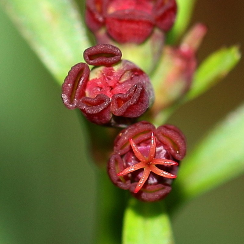 Pineland Spurge photo 2