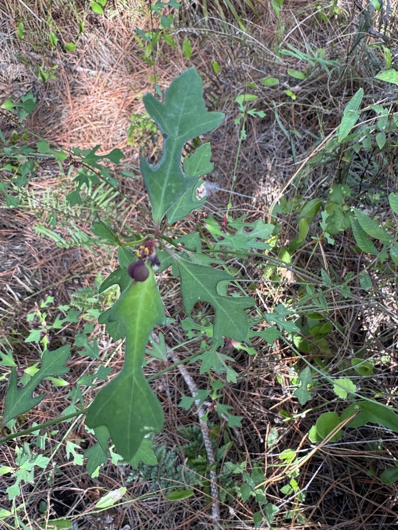 Pineland Spurge photo 3