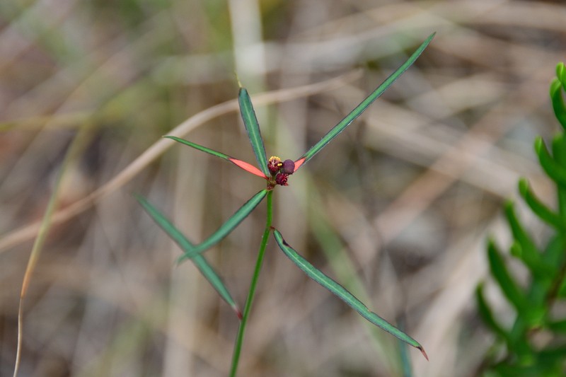 Pineland Spurge photo 4